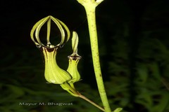 Ceropegia noorjahaniae